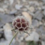 Lomelosia graminifolia Mbuma