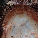 Coelocaryon preussii Corteza