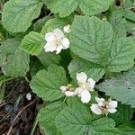 Rubus caesius 整株植物