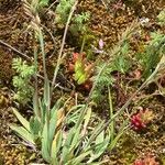 Poa badensis Habit