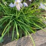 Ipheion uniflorum Folla