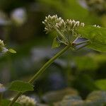 Mikania micrantha Blomst