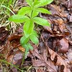 Galium circaezans Leaf