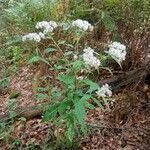 Senecio ovatusYaprak