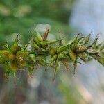 Carex pairae ফল