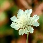 Scabiosa columbaria फूल