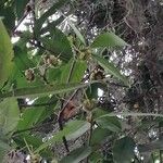 Syzygium jambos Leaf
