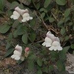 Antirrhinum sempervirens Habit