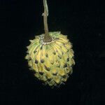 Annona mucosa 果實