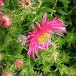 Symphyotrichum novae-angliae Blüte