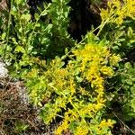 Solidago odora Λουλούδι