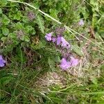 Clinopodium alpinumFlower