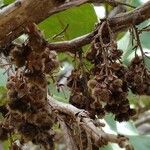 Curatella americana Fruit