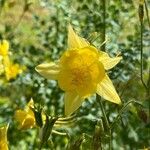 Aquilegia chrysantha Blüte