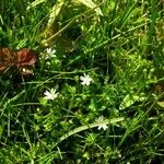 Stellaria crassifolia Hábito