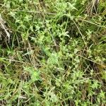 Justicia heterocarpa Blad