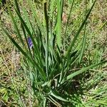 Aristea abyssinica Leaf