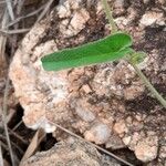 Ipomoea mombassana Leaf