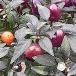 Capsicum annuum 果実