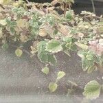 Plectranthus forsteri Blad