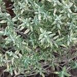 Thymus vulgaris Leaf