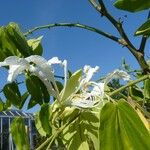 Bauhinia forficata Квітка