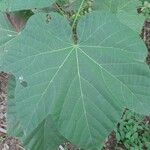 Cola cordifolia Leaf