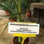 Archontophoenix alexandrae 葉