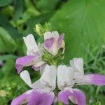 Collinsia bartsiifolia 花