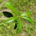 Chimaphila umbellata Hoja