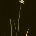 Sisyrinchium albidum Habitus