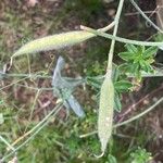 Lathyrus odoratus Fruit