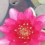 Nymphaea candida Flower