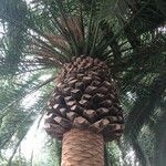 Phoenix canariensis Агульны выгляд