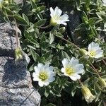 Cerastium latifolium Blodyn