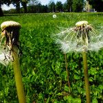 Taraxacum rubicundum Mbuma