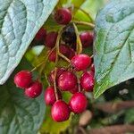 Cotoneaster bullatus ফল