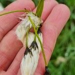 Eriophorum latifolium Цвят