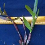 Scaphyglottis imbricata Otro