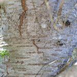 Abies lasiocarpa خشب