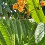 Saraca indica 葉