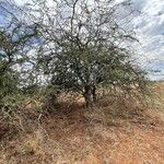 Albizia anthelmintica موطن