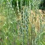 Triticum aestivum Leaf