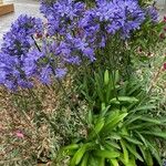 Agapanthus praecox Облик