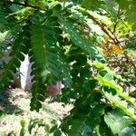 Caesalpinia echinata برگ