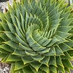 Aloe polyphylla Blad