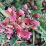 Astragalus incanus花