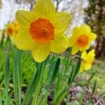 Narcissus jonquilla花