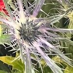 Eryngium alpinumЦветок