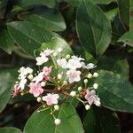 Viburnum tinus Blüte